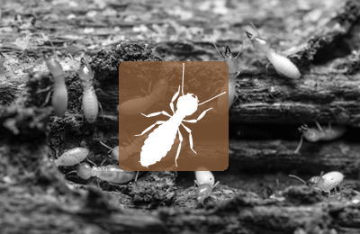 termite Le Havre