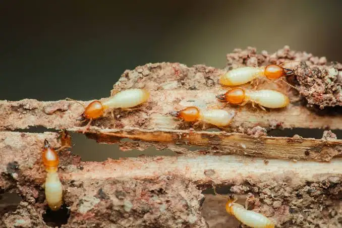 Expert Diagnostic Termites et Mérules en Seine Maritime